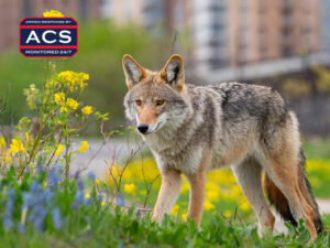 Coyote ACS Security - ACS Security