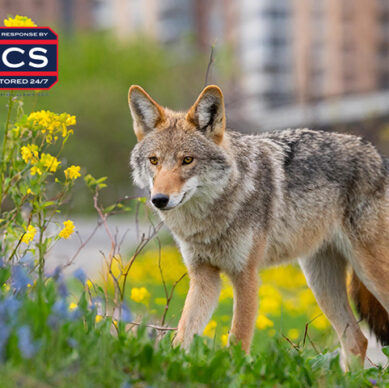 Coyote ACS Security