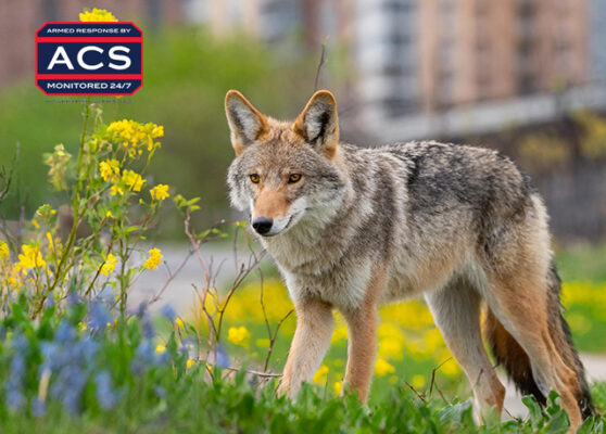 Coyote ACS Security